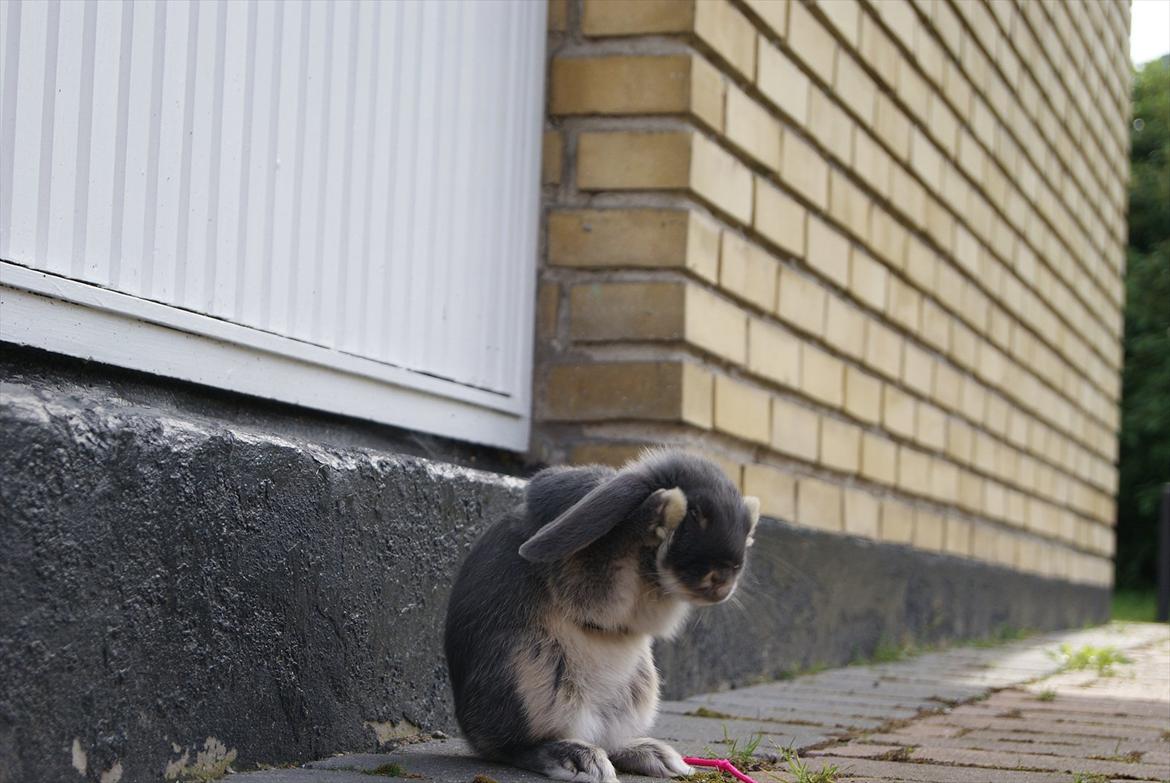 Kanin Kaninbjergets Callisto billede 15