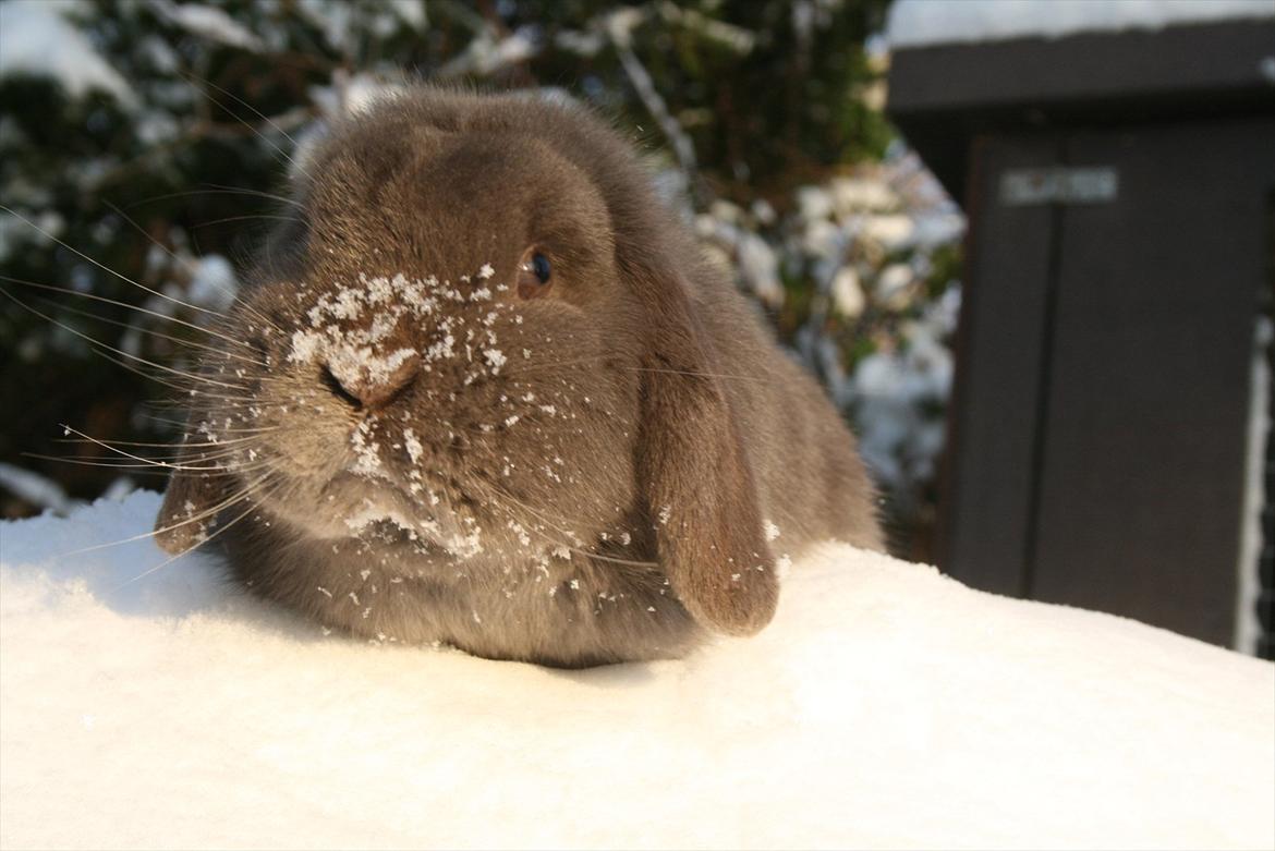 Kanin Charlie billede 1