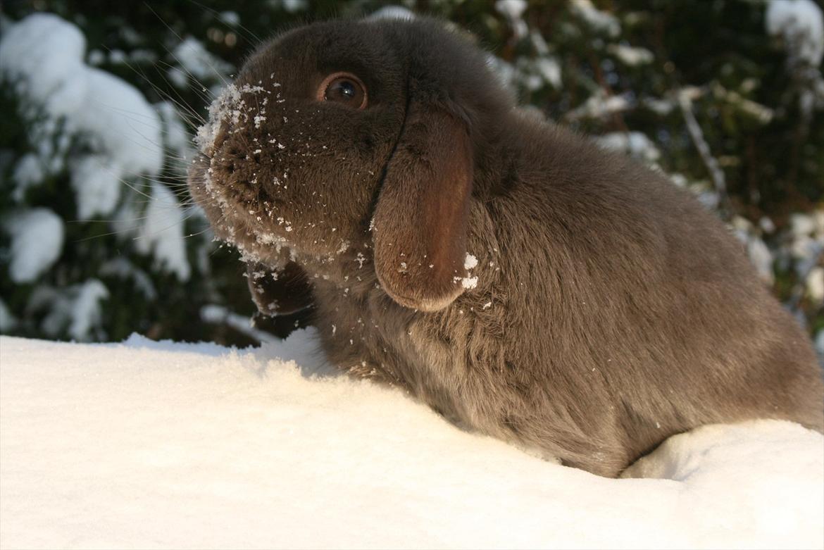 Kanin Charlie billede 2