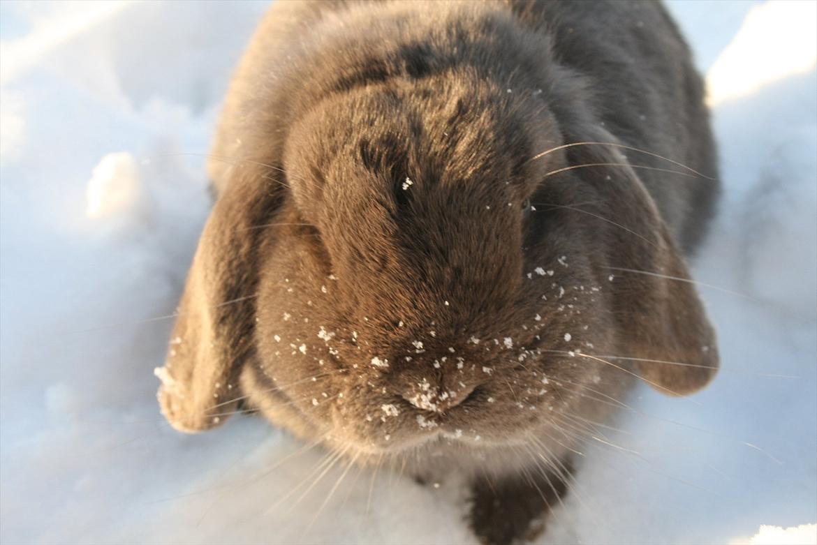 Kanin Charlie billede 3