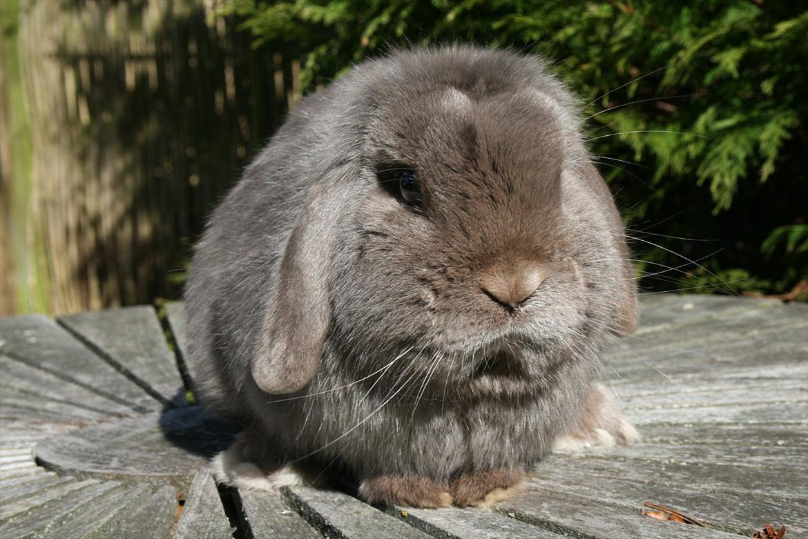 Kanin Charlie billede 4