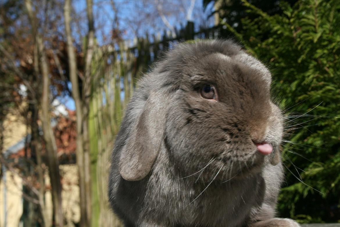 Kanin Charlie billede 5