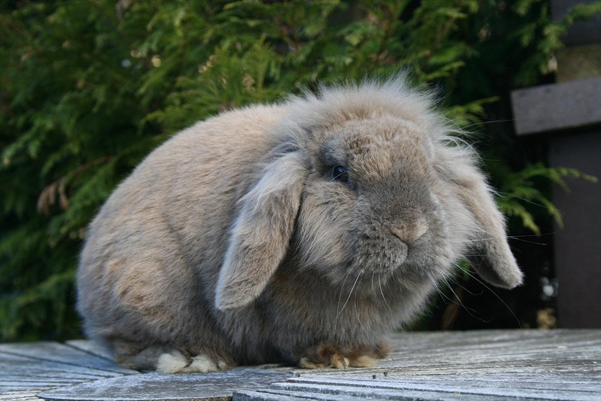 Kanin Tony billede 2