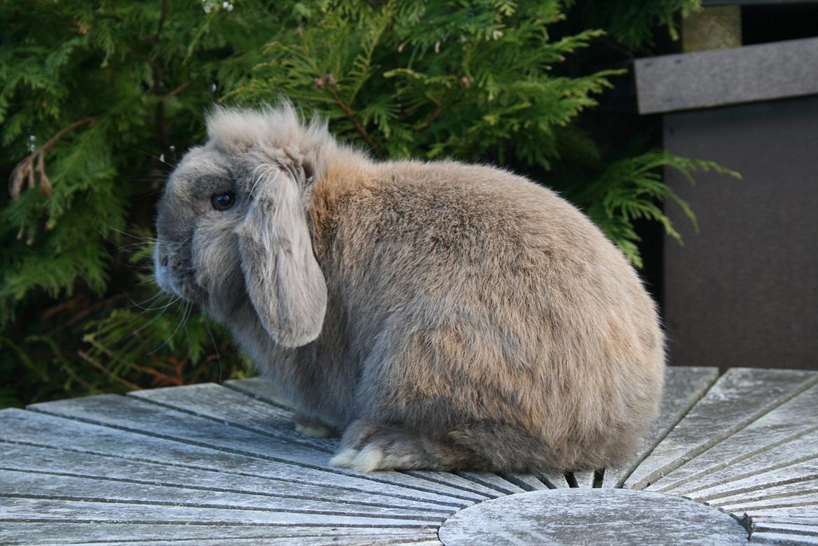 Kanin Tony billede 3