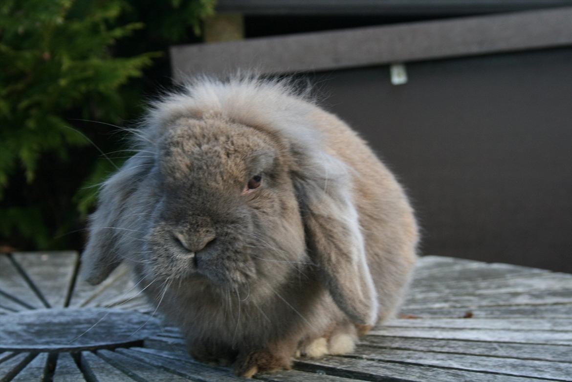 Kanin Tony billede 4