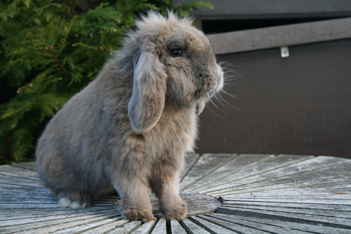 Kanin Tony billede 5