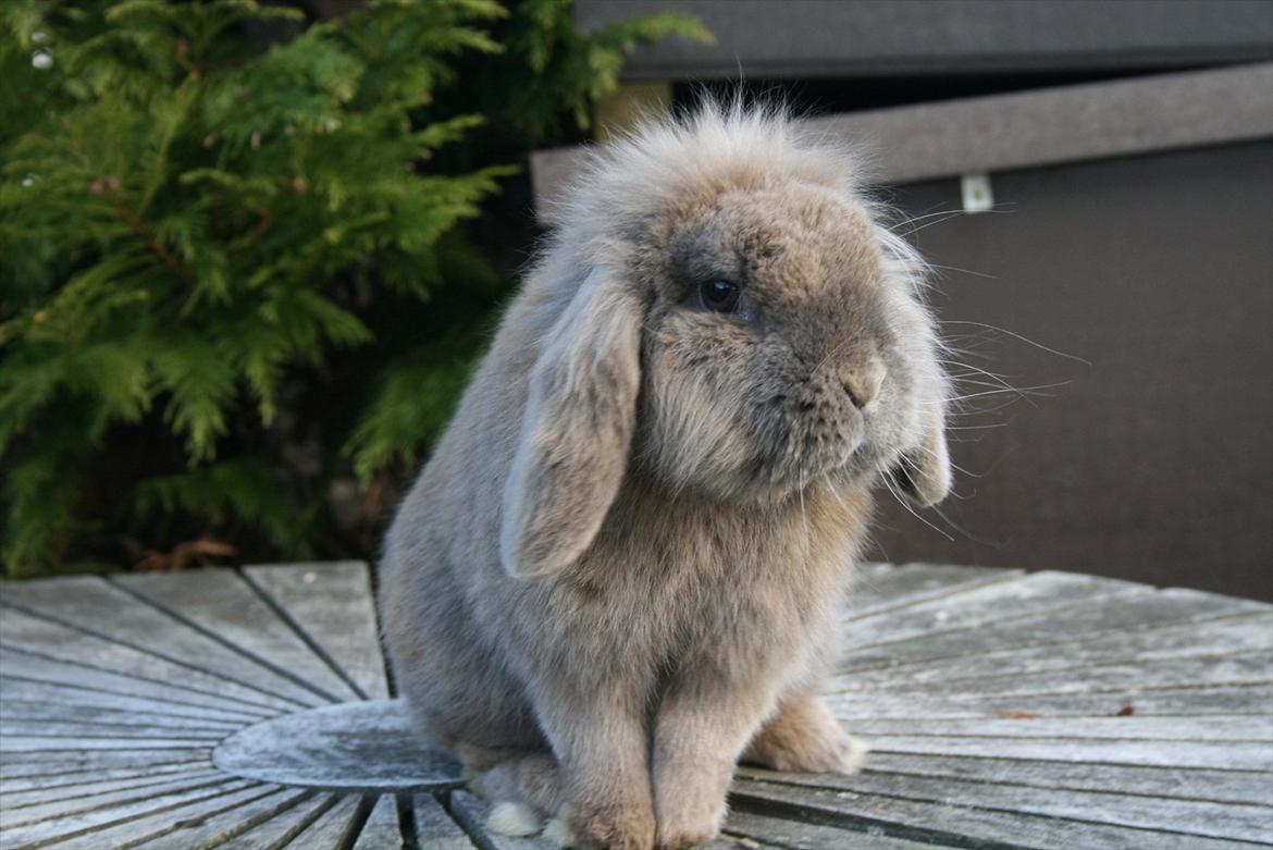 Kanin Tony billede 6