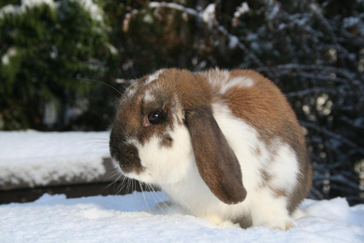 Kanin Kaisa billede 2