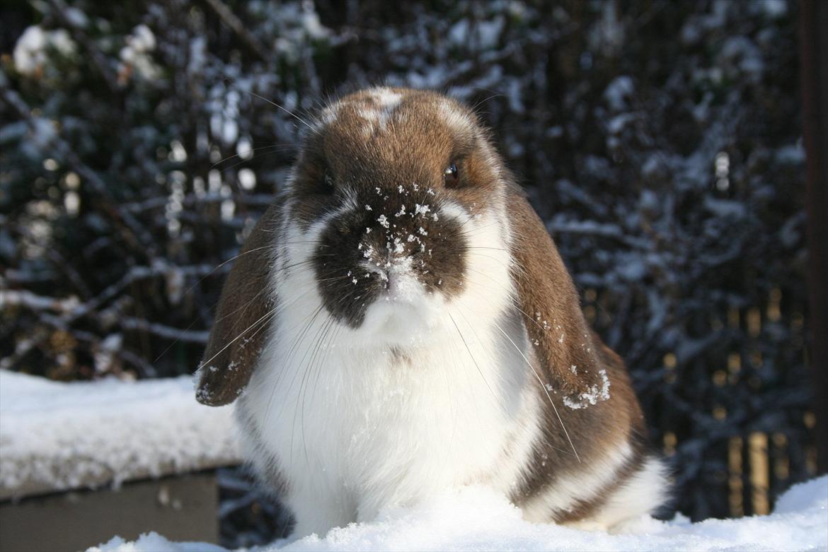 Kanin Kaisa billede 3