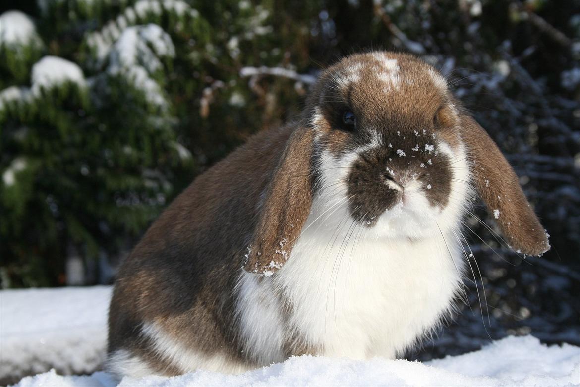 Kanin Kaisa billede 4