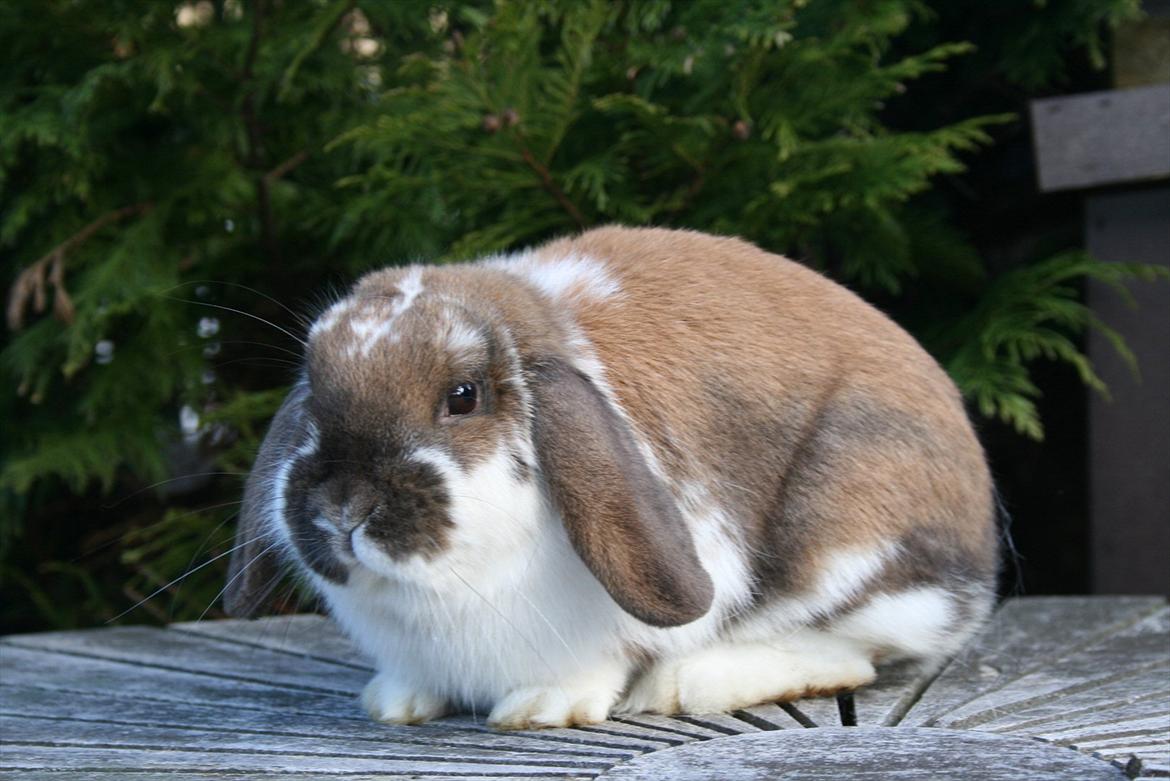 Kanin Kaisa billede 5