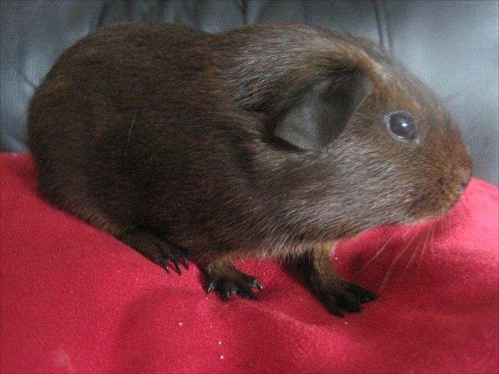 Marsvin Flames obi billede 3