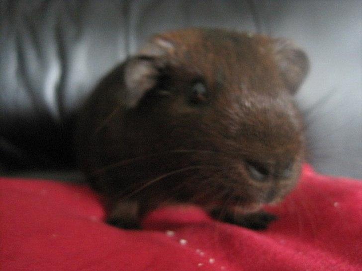 Marsvin Flames obi billede 5