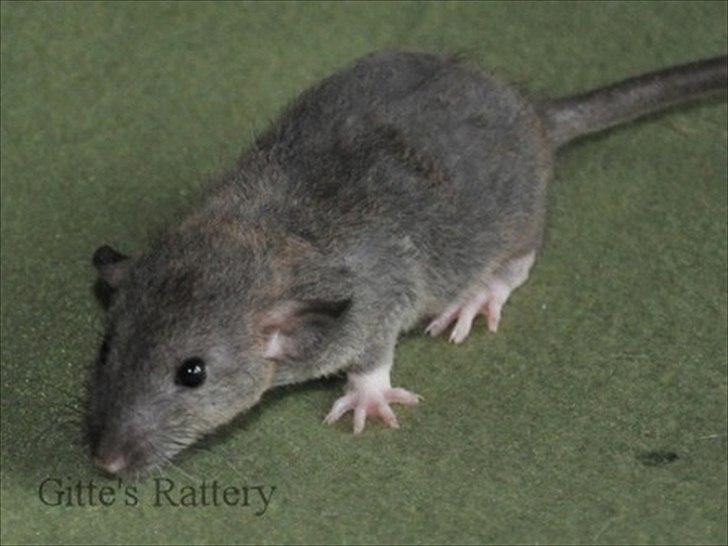 Tamrotte Cooper RIP - 5 uger gammel. billede 11