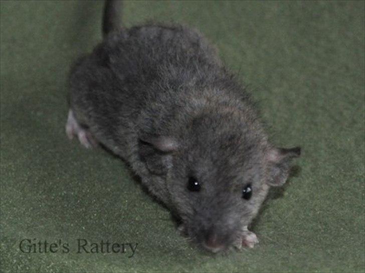 Tamrotte Cooper RIP - 5 uger gammel. billede 10