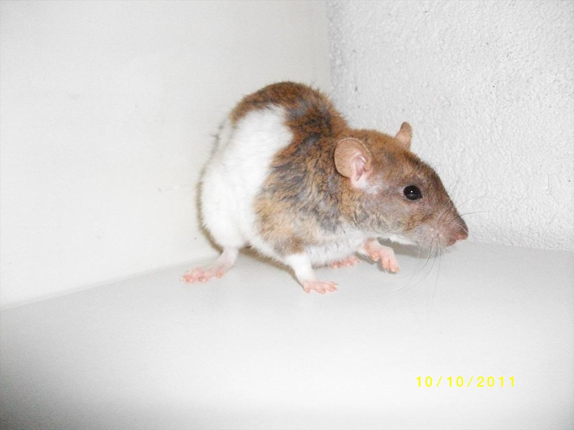 Tamrotte Yuuki *R.I.P.* - Fotograf: Mig. billede 7