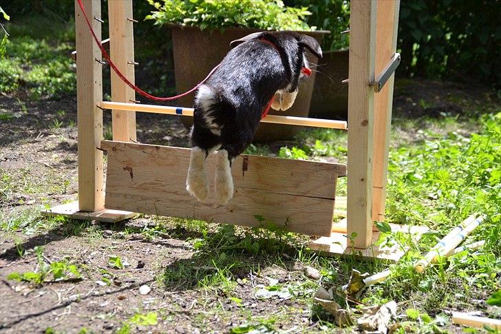 Kanin Pearcy billede 15