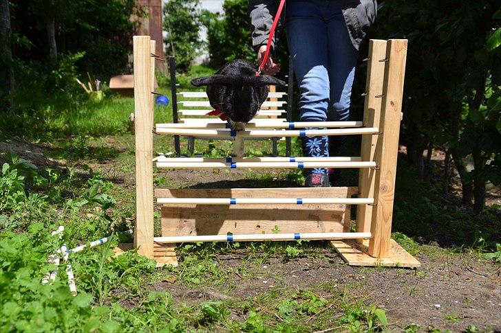 Kanin Pearcy billede 6