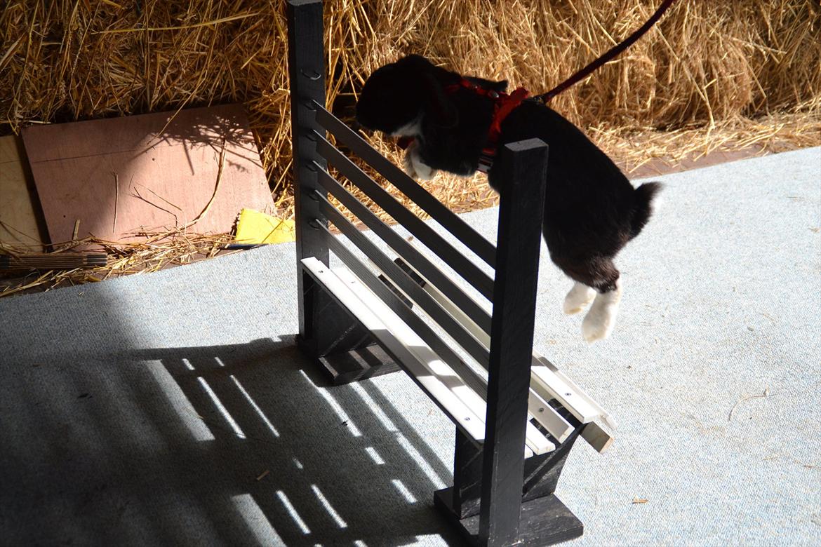 Kanin Pearcy billede 7