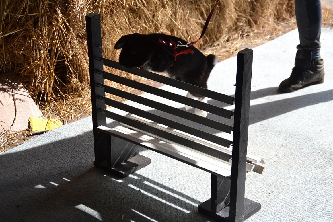 Kanin Pearcy billede 16