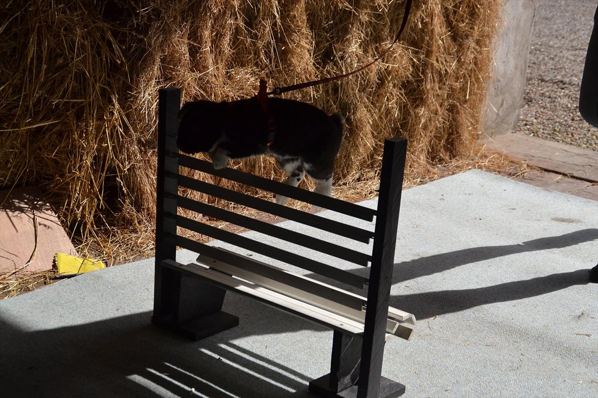 Kanin Pearcy billede 11