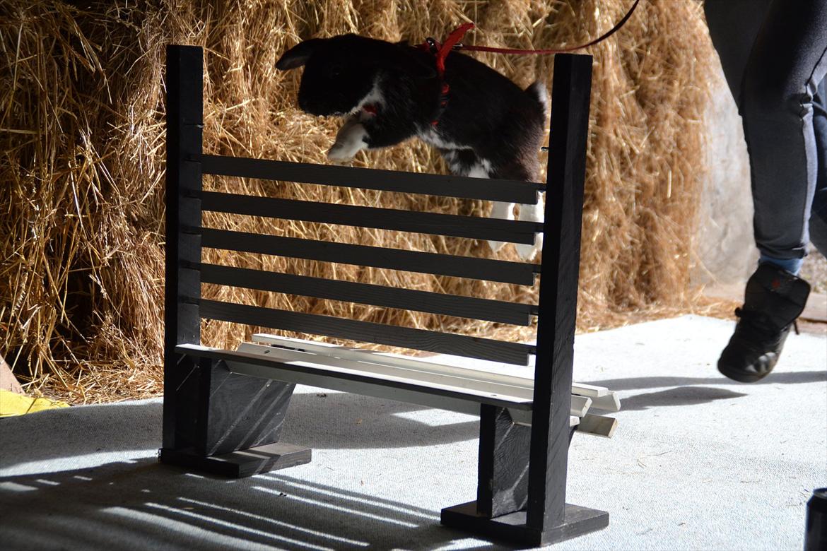 Kanin Pearcy billede 2