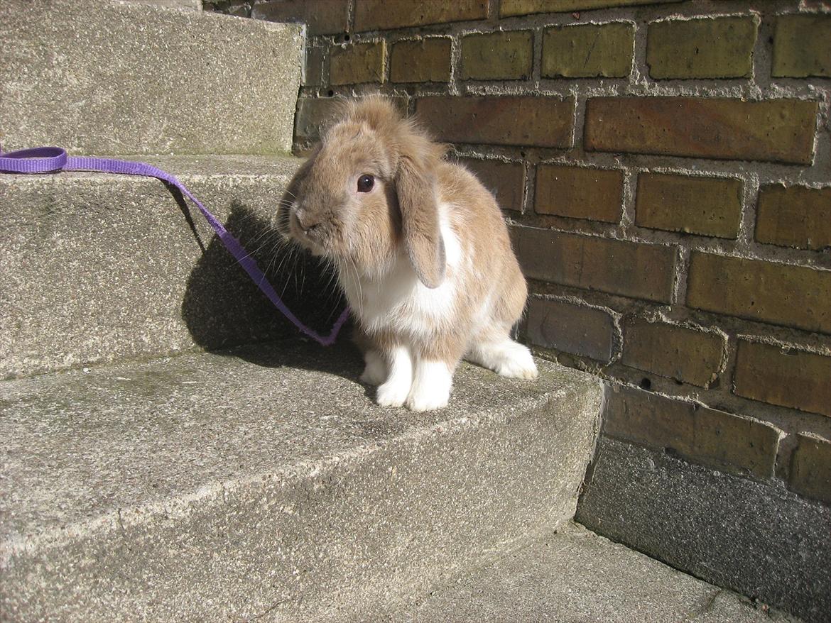 Kanin Moonlight's Bandit billede 2