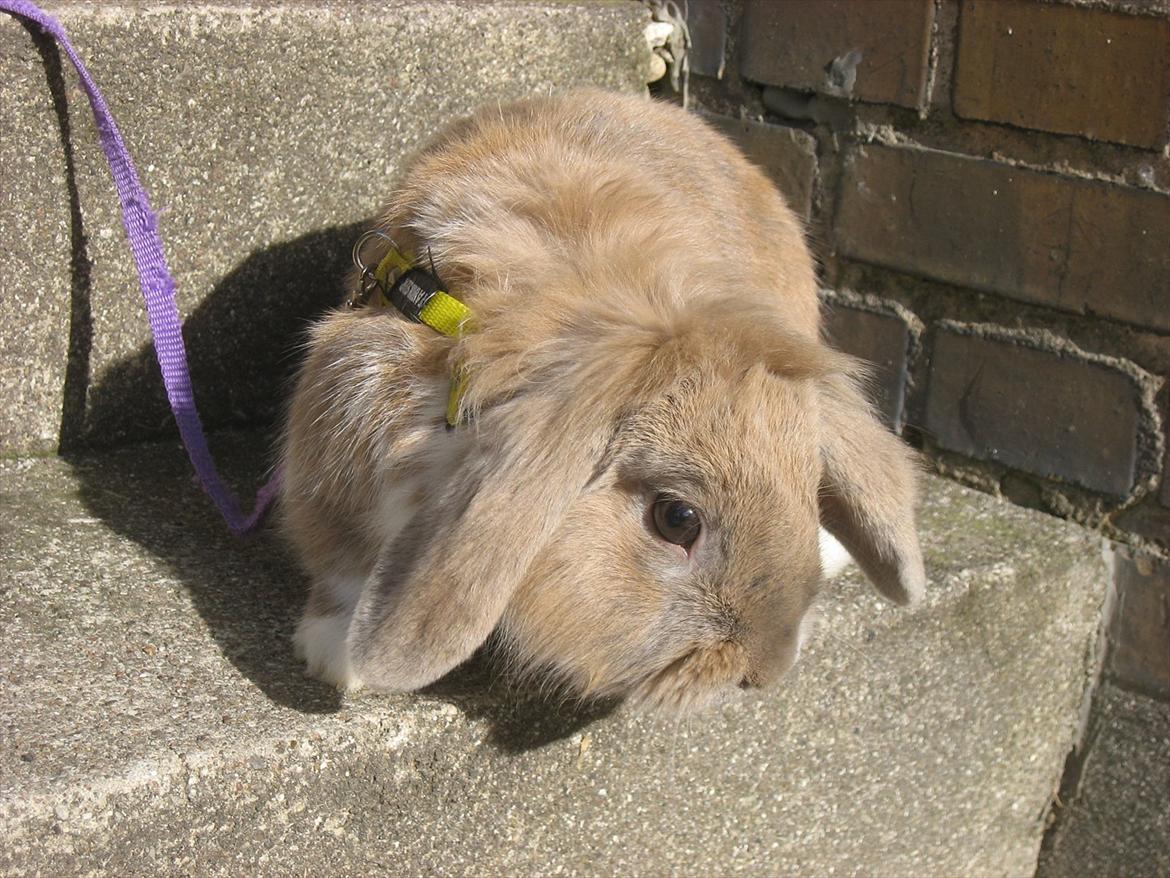 Kanin Moonlight's Bandit billede 4