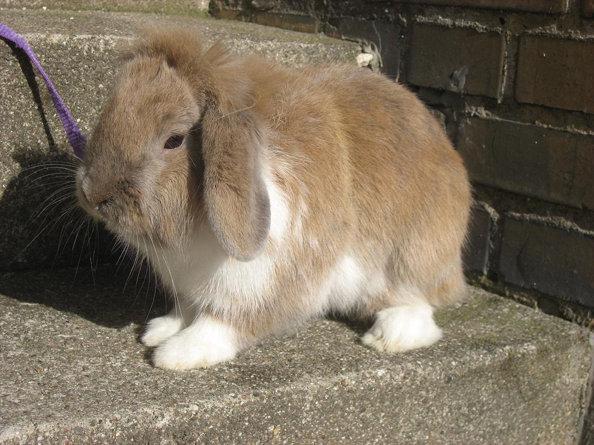 Kanin Moonlight's Bandit billede 5