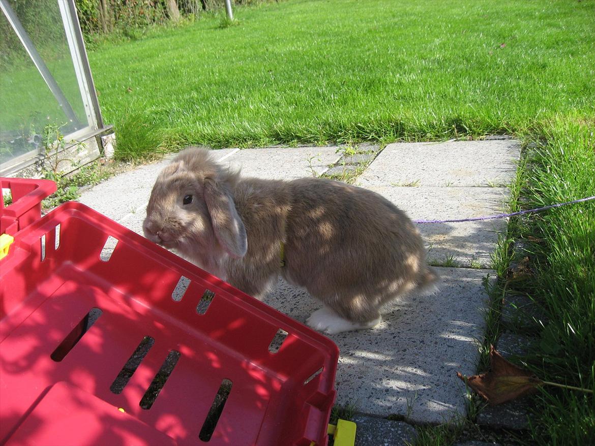 Kanin Moonlight's Bandit billede 6