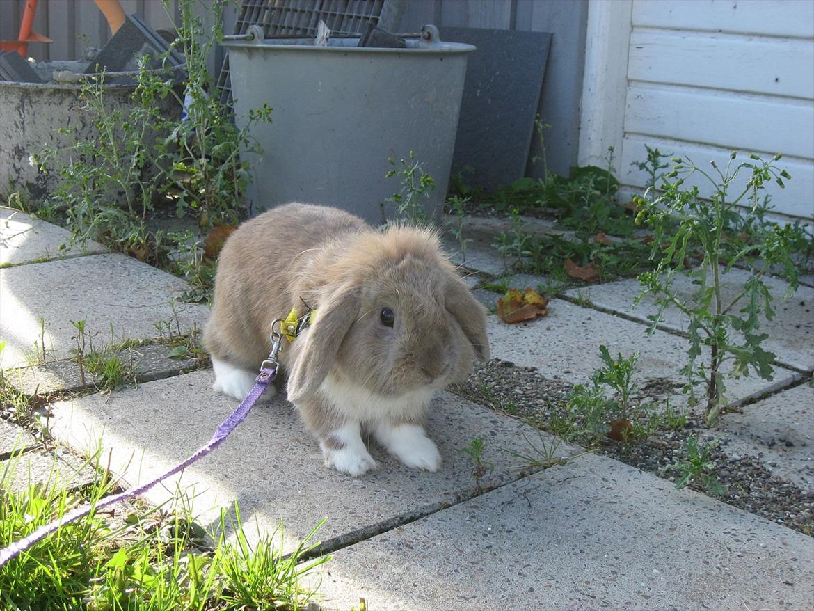 Kanin Moonlight's Bandit billede 7