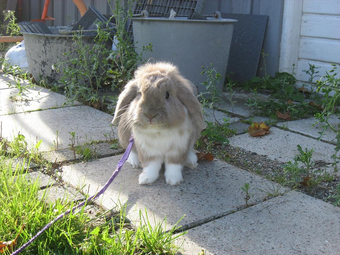 Kanin Moonlight's Bandit billede 8