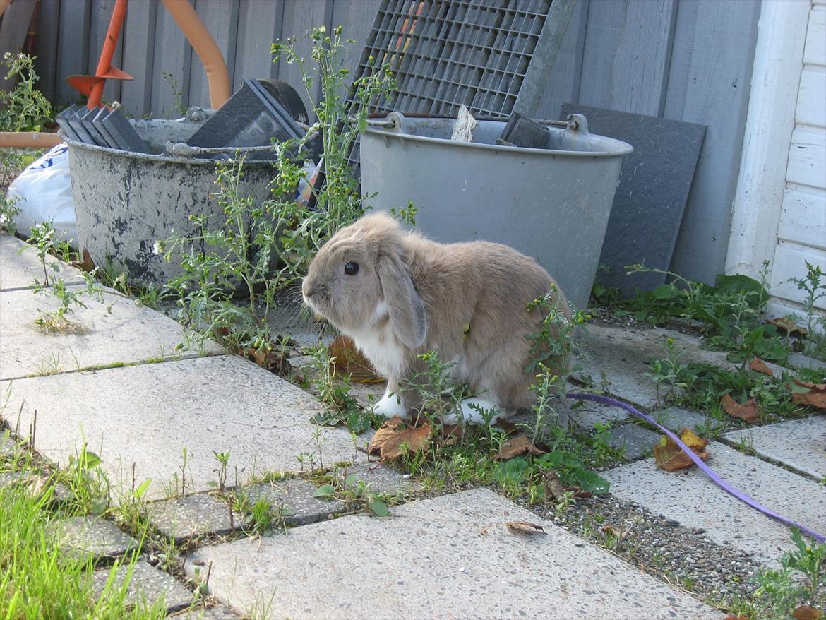 Kanin Moonlight's Bandit billede 9