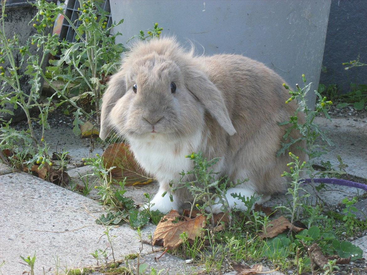 Kanin Moonlight's Bandit billede 1