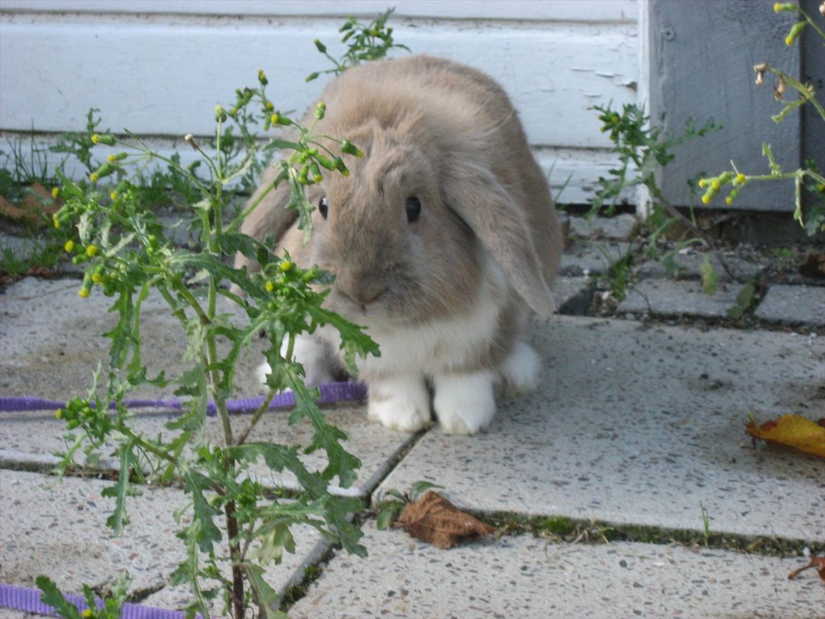 Kanin Moonlight's Bandit billede 10