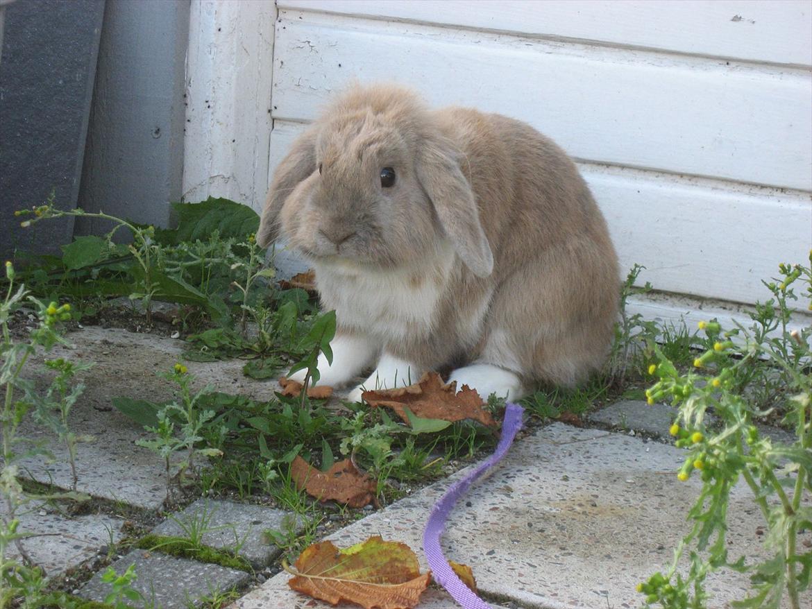 Kanin Moonlight's Bandit billede 11