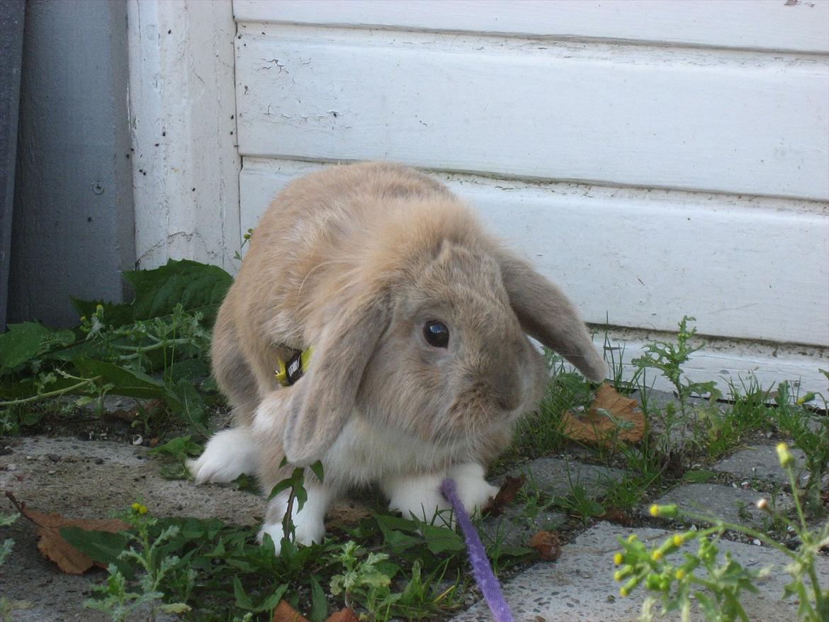 Kanin Moonlight's Bandit billede 13