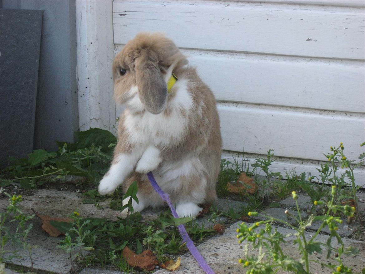 Kanin Moonlight's Bandit billede 14