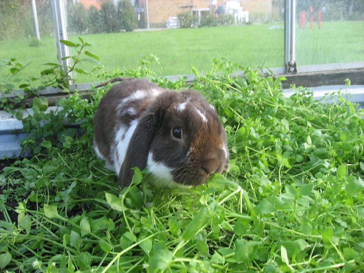 Kanin Sønderlund's White Brown Futte billede 1