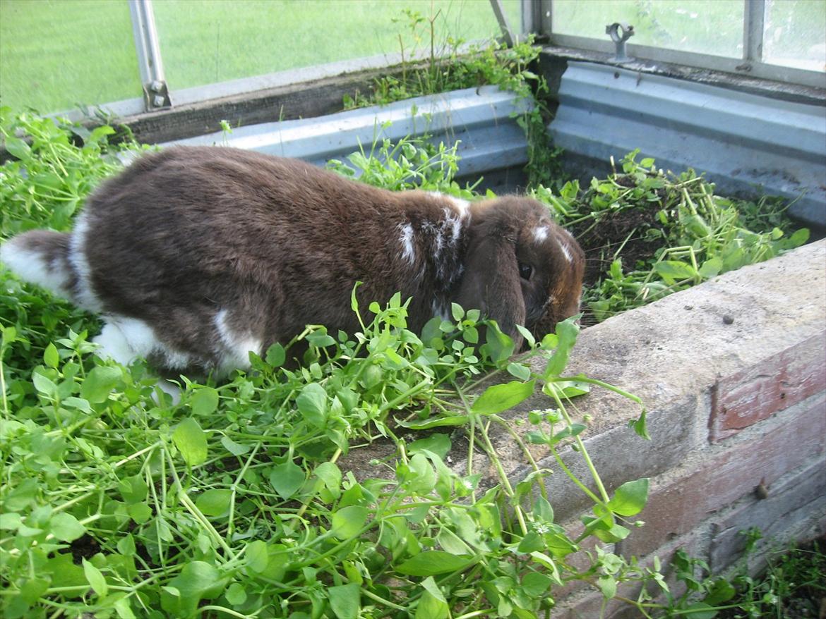 Kanin Sønderlund's White Brown Futte billede 2