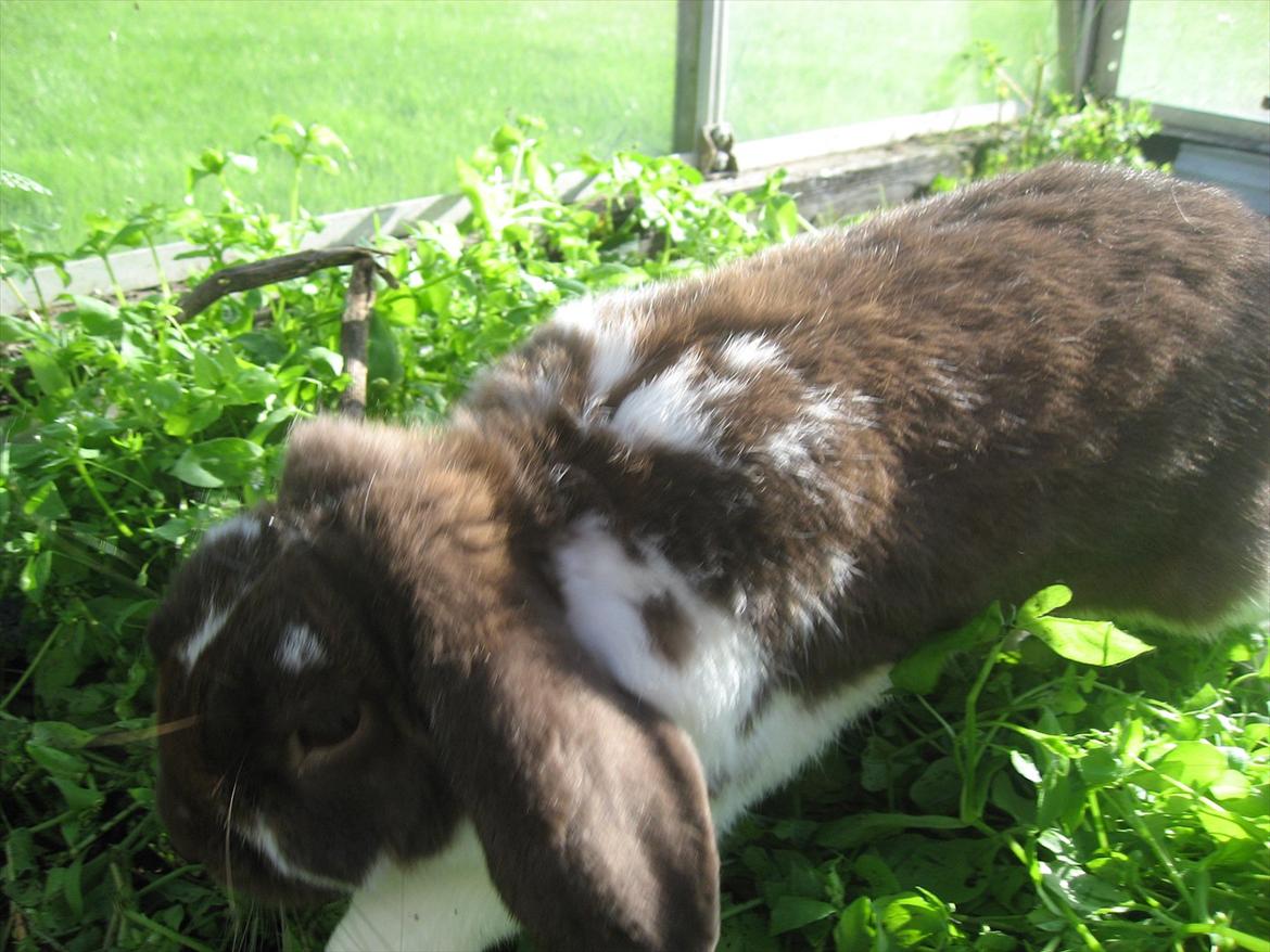 Kanin Sønderlund's White Brown Futte billede 3