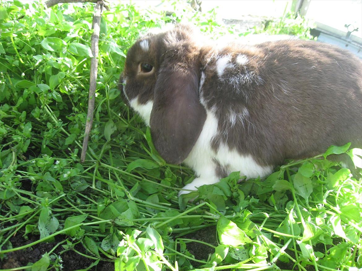 Kanin Sønderlund's White Brown Futte billede 4