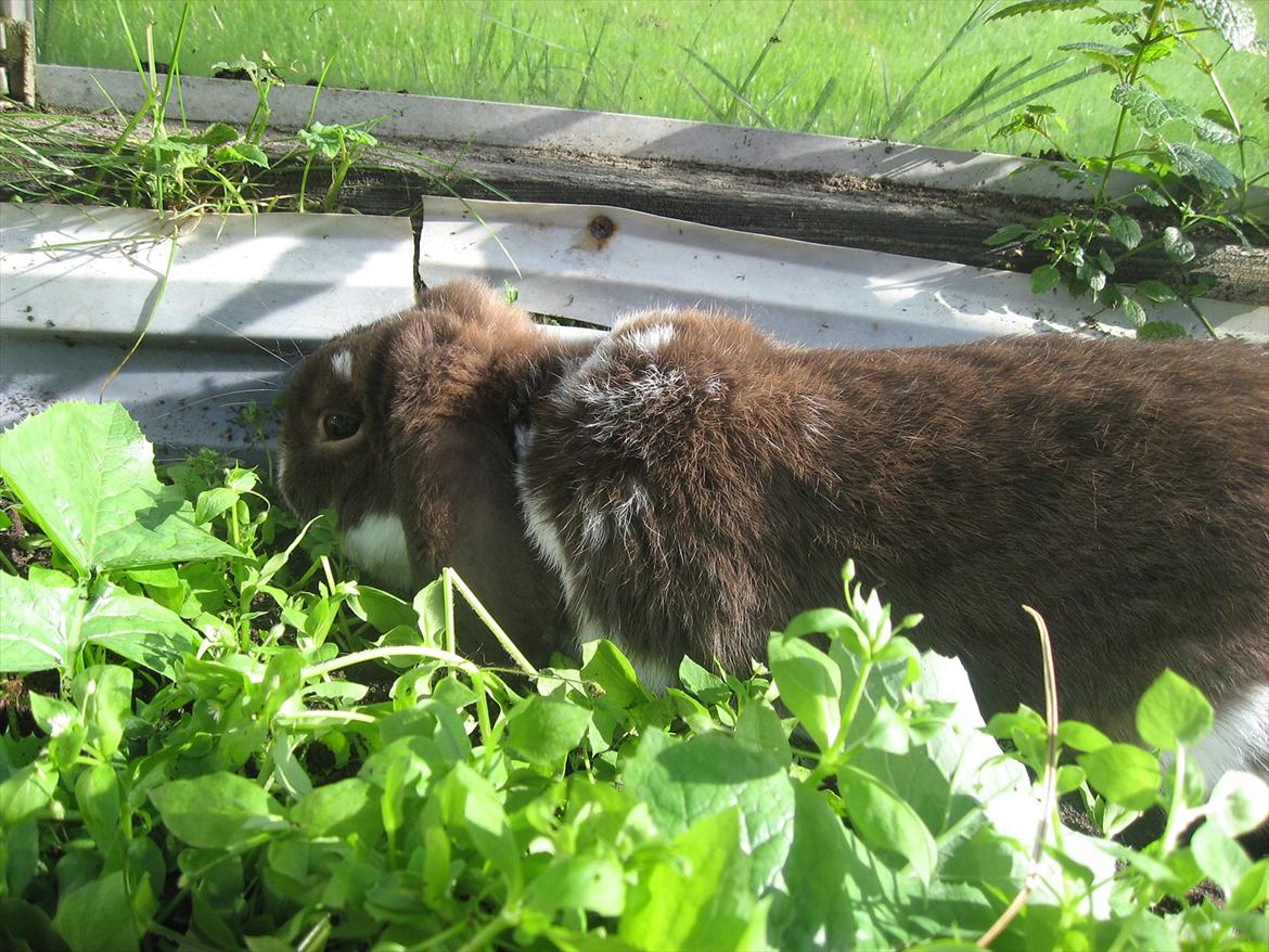 Kanin Sønderlund's White Brown Futte billede 5