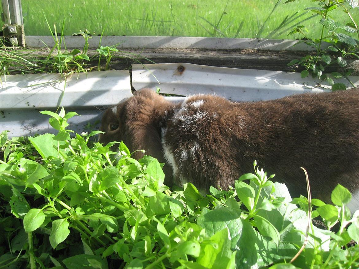 Kanin Sønderlund's White Brown Futte billede 6
