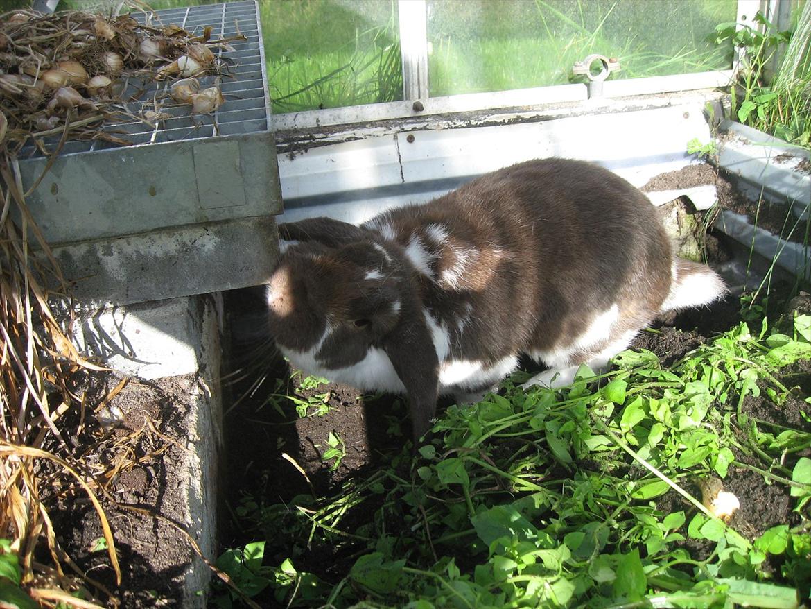 Kanin Sønderlund's White Brown Futte billede 7