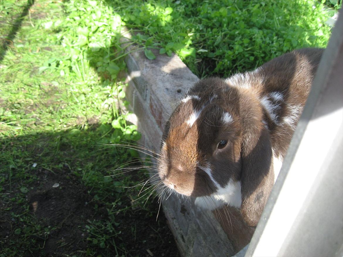 Kanin Sønderlund's White Brown Futte billede 8