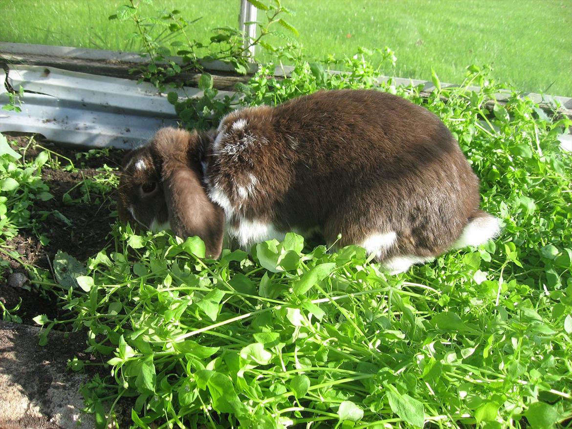 Kanin Sønderlund's White Brown Futte billede 9