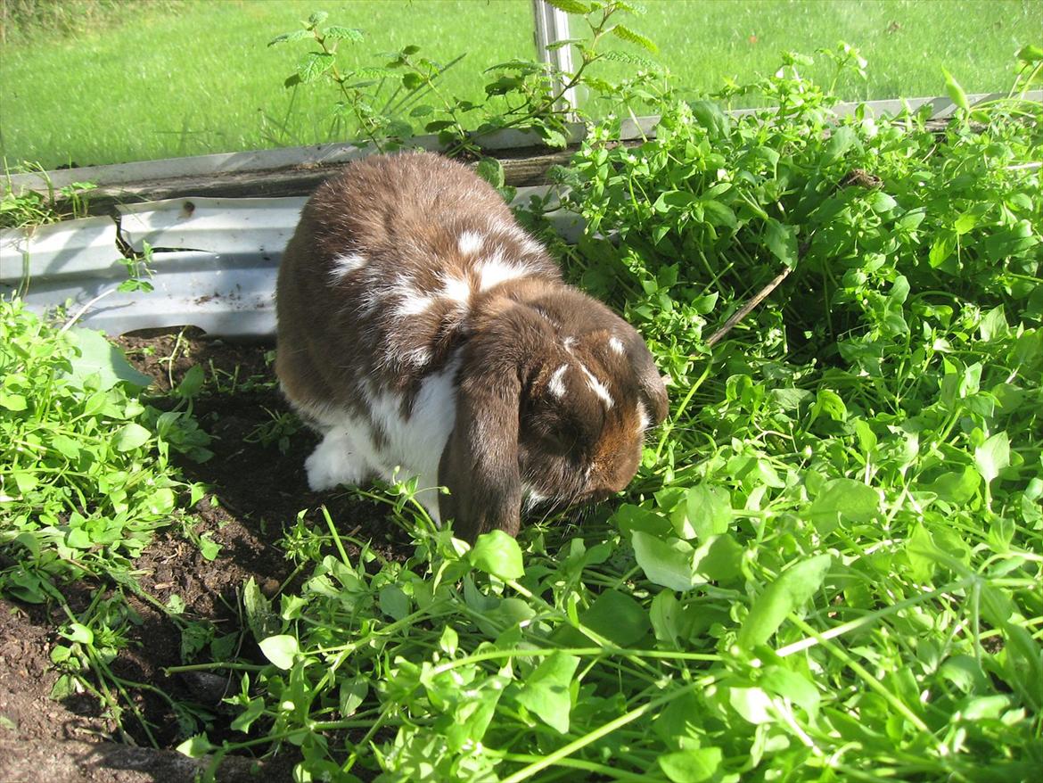 Kanin Sønderlund's White Brown Futte billede 10
