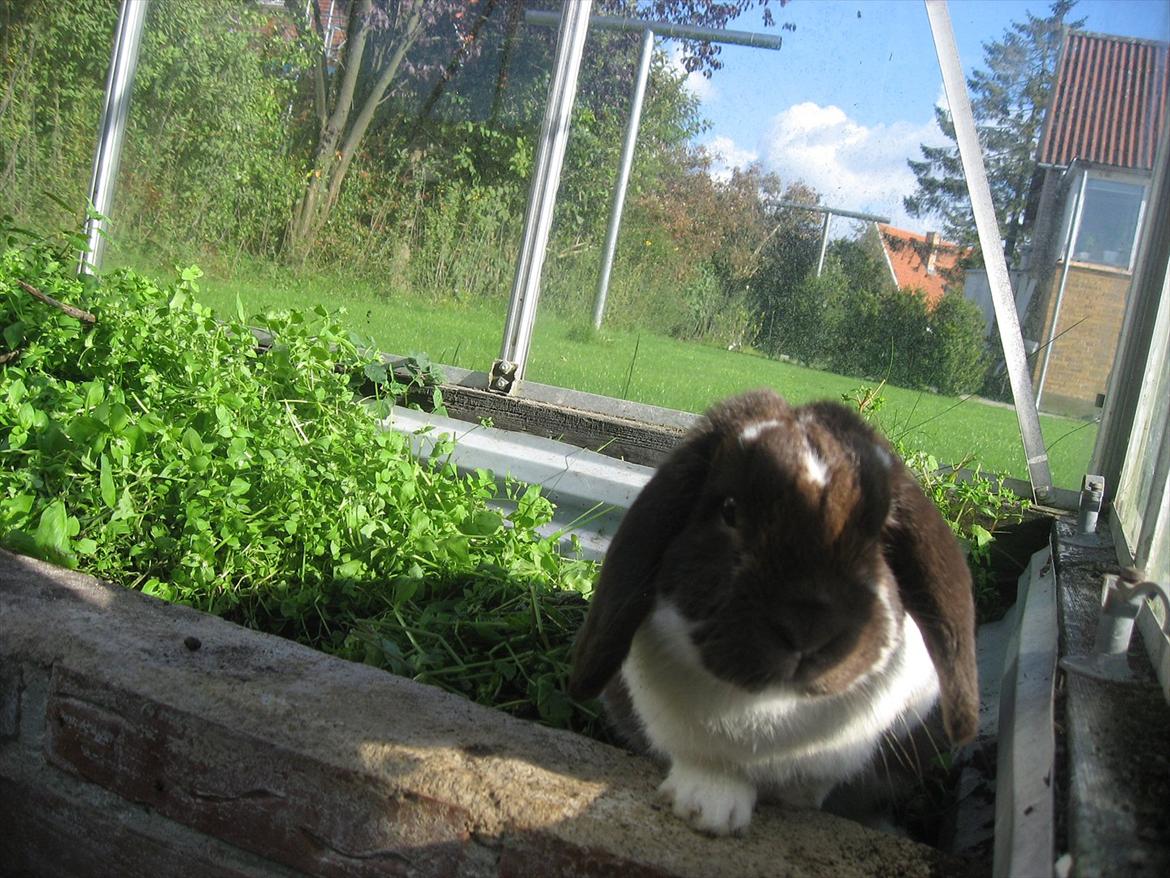 Kanin Sønderlund's White Brown Futte billede 11