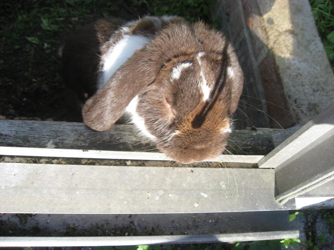 Kanin Sønderlund's White Brown Futte billede 12